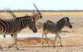 Young Zebra Foal, with Mum and an Oryx in the background