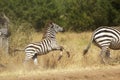 A young zebra gallopping