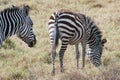 Zebra with foal, Zebra with baby, young zebra with soft fur in Serengeti Plain, Tanzania Royalty Free Stock Photo