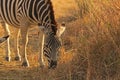 YOUNG ZEBRA GRAZING WHILE STANDING IN SUNLIGHT Royalty Free Stock Photo