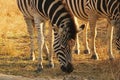 YOUNG ZEBRA GRAZING Royalty Free Stock Photo