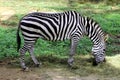 Young Zebra Grazing Royalty Free Stock Photo