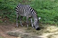 Young Zebra Grazing Royalty Free Stock Photo