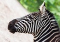 Young zebra head portrait Royalty Free Stock Photo