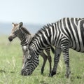 Young zebra and his mother at the Serengeti Royalty Free Stock Photo