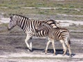 Young zebra with its mother.