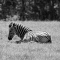 Close up of young zebra, photographed in monochrome at Knysna Elephant Park, Garden Route, Western Cape, South Africa.