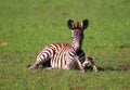 Young Zebra Laying in the Grass