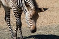 Young zebra looking Royalty Free Stock Photo