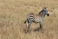 Young zebra