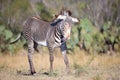 Young zebra playing during the morning Royalty Free Stock Photo