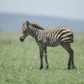 Young zebra at the Serengeti Royalty Free Stock Photo