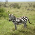 Young zebra in the serengeti plain Royalty Free Stock Photo