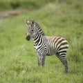 Young zebra in the serengeti plain Royalty Free Stock Photo