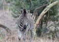 Young Zebra stallion near a tree with a giraffe in the background in southern Africa Royalty Free Stock Photo