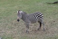 Young zebra standing around in the wilderness Royalty Free Stock Photo