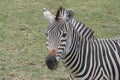 Young zebra standing around in the wilderness Royalty Free Stock Photo
