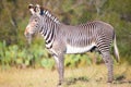 Young zebra standing