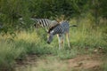 Zebra youngster feeding and swishing tail Royalty Free Stock Photo