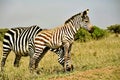 Young zebra standing tall in the sun in front of its mother on the savannah in Kenya Royalty Free Stock Photo