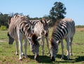 Young zebra stands between two adult zebras, photographed at Knysna Elephant Park, Garden Route, Western Cape, South Africa.