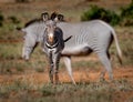 Young zebra stares at camera as mother walks away