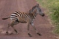 A young zebra suddenly stopping