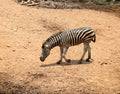 Young zebra in the zoo Royalty Free Stock Photo