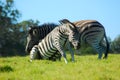 Young zebras fighting Royalty Free Stock Photo