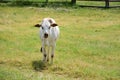 A young zebu calf stands alone on a green meadow with a fence in the background Royalty Free Stock Photo