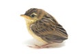 Young Zitting Cisticola Bird Cisticola juncidis isolated on white