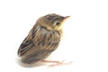 Young Zitting Cisticola Bird Cisticola juncidis isolated on white