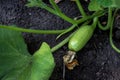 Young zucchini on a bush in the garden Royalty Free Stock Photo