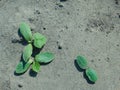 Young zucchini courgette and cucumbers seedling sprouts in dry ground. Greenhouse seedlings Royalty Free Stock Photo