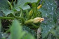 young zucchini Flowers and gardens vegetation