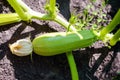 Young zucchini in the garden.