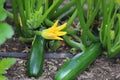 Young zucchini in vegetable garden. Green leaves and fruits yellow flower. Royalty Free Stock Photo