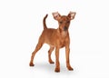 Young zwergpinscher puppy on white background Royalty Free Stock Photo