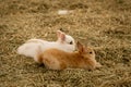 The younger brown and white rabbit are lying down on the laid area with dry grass. Royalty Free Stock Photo