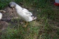Younger Snowy Calls ducks out in the grass Royalty Free Stock Photo