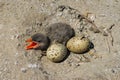 Youngling chick Caspian tern Royalty Free Stock Photo