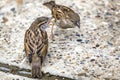 Youngling Yellow-Beak Sparrow Fed By Its Parent Royalty Free Stock Photo