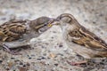 Youngling Yellow-Beak Sparrow Fed By Its Parent Royalty Free Stock Photo