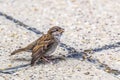 Sparrow With Injured Wing - At Crossroads