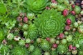 Youngly stone rose and sedum are succulent plants of the family Crassulaceae. Close-up. Selective focus