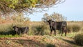 Youngs Camargue bulls in the south of France. Royalty Free Stock Photo