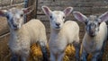 Youngs lamb pose for photo while standing in straw