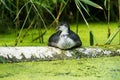 Youngster coot resting on tree trunk near reed.