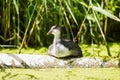 Youngster coot resting on tree trunk near reed.