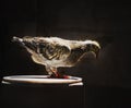 Youngster of home pigeon racing standing on the bucket